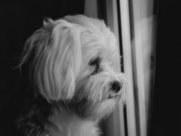 Jak rozpoznać zbliżającą się śmierć psa: Symptomy i wsparcie dla umierającego zwierzęcia