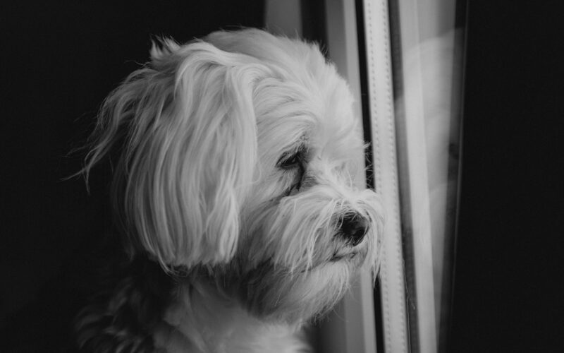smutny, mały, biały pies patrzący w okno