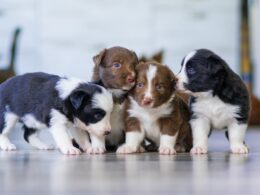 Szkolenie w przedszkolu dla psów: Co musisz wiedzieć o edukacji szczeniąt