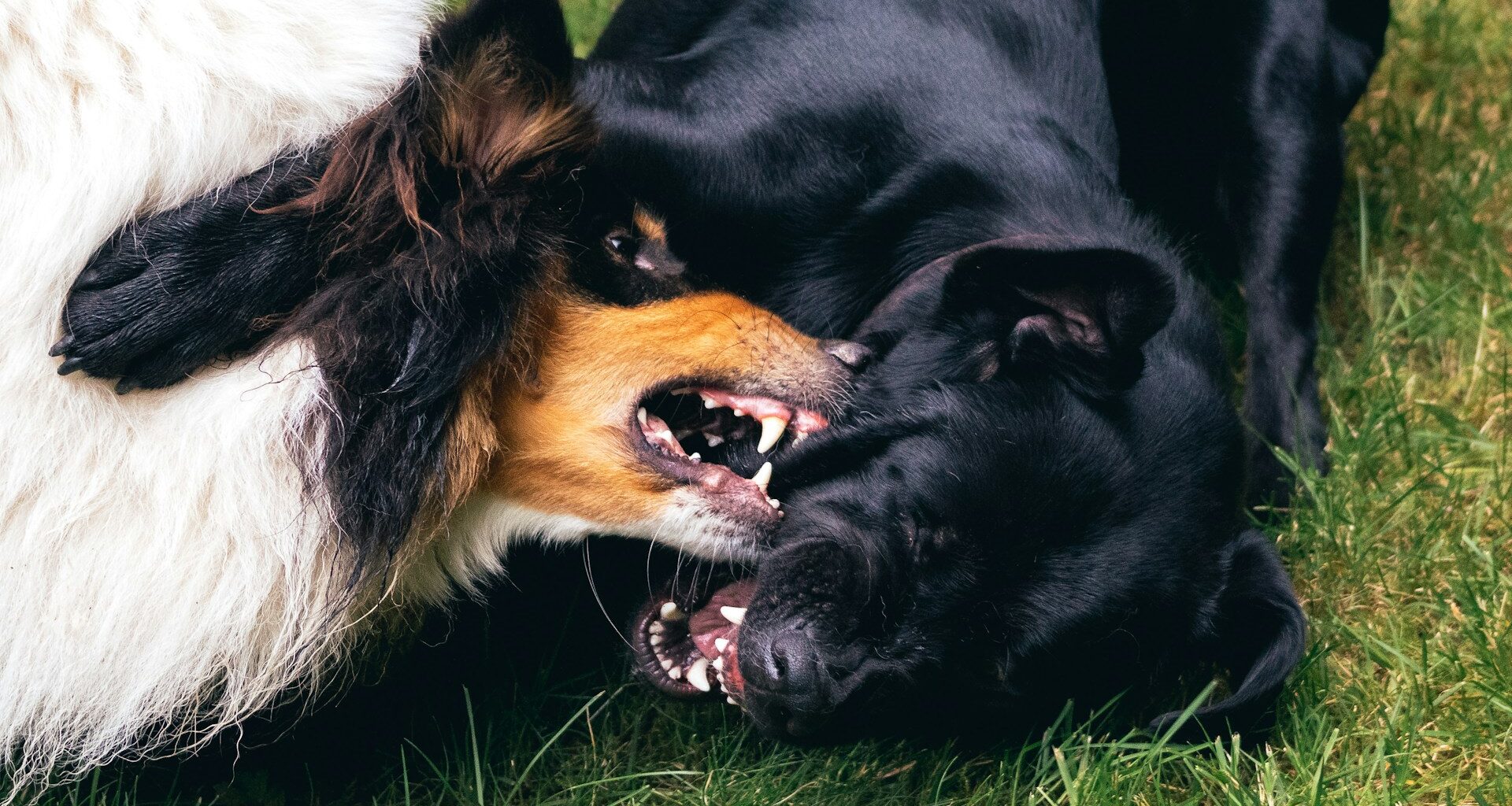 bawiące się psy z zębami na wierzchu