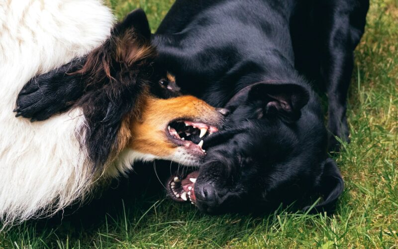 Zapalenie dziąseł u psa: Przyczyny, objawy i metody zapobiegania tej bolesnej dolegliwości