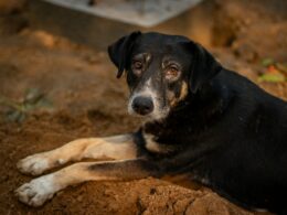 Adopcja psa ze schroniska – co musisz wiedzieć?