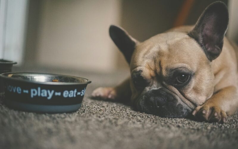Brak apetytu u psa – przyczyny problemu. Kiedy skontaktować się z weterynarzem?