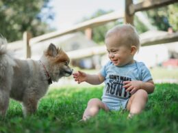 Pies dla dzieci – jak wybrać odpowiedniego czworonoga dla naszej pociechy?