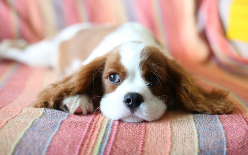 Psy z brwiami – jak działają mięśnie wokół oczu i które rasy je mają?