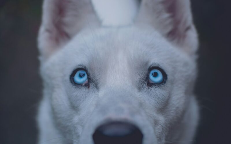 Psy z niebieskimi oczami – jakie rasy mają niebieskie oczy i od czego zależy ich kolor?