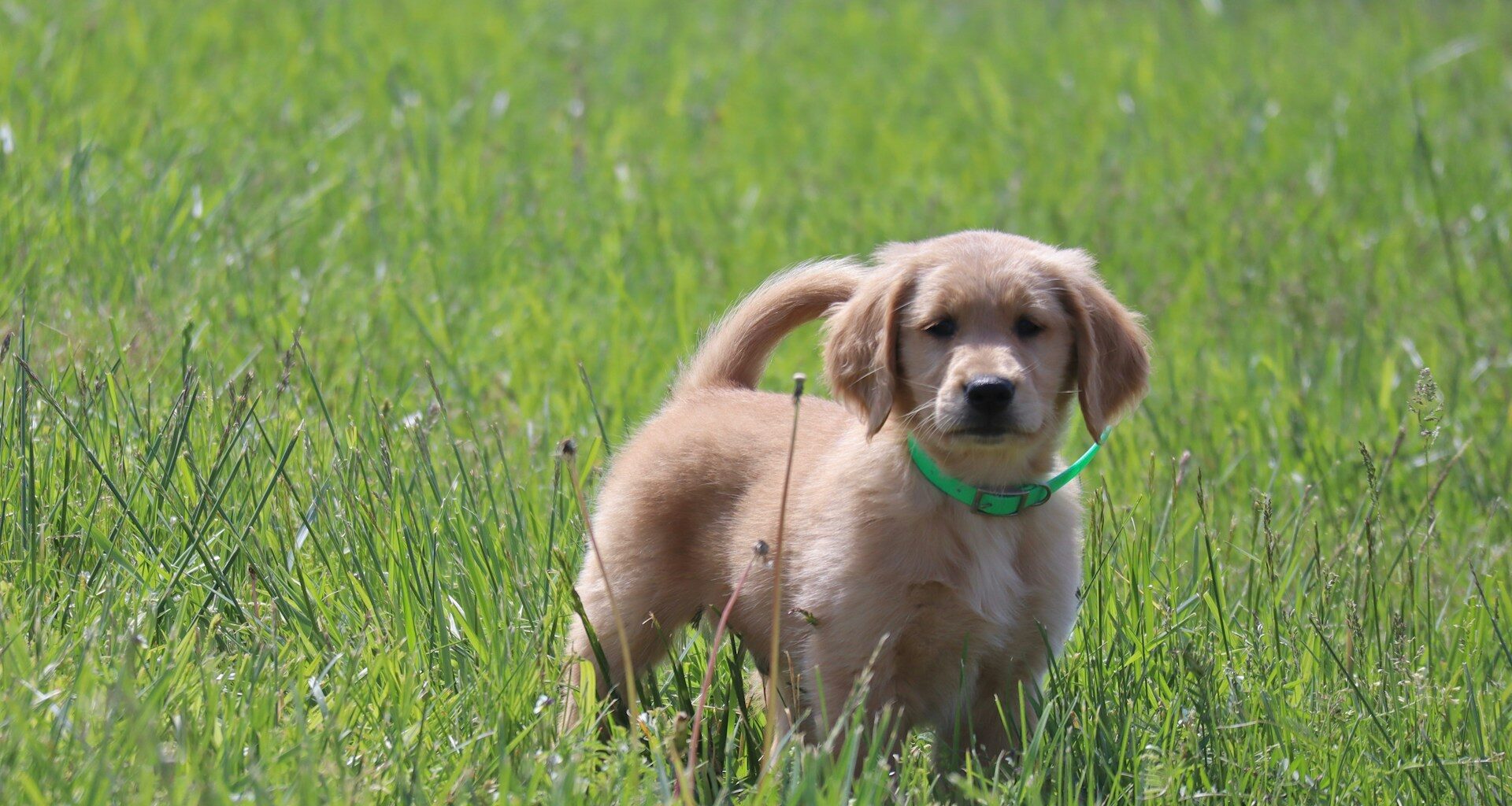 Szczeniaki do adopcji – Wady i zalety adopcji psich dzieci