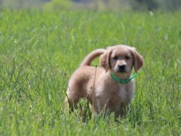 Szczeniaki do adopcji – Wady i zalety adopcji psich dzieci