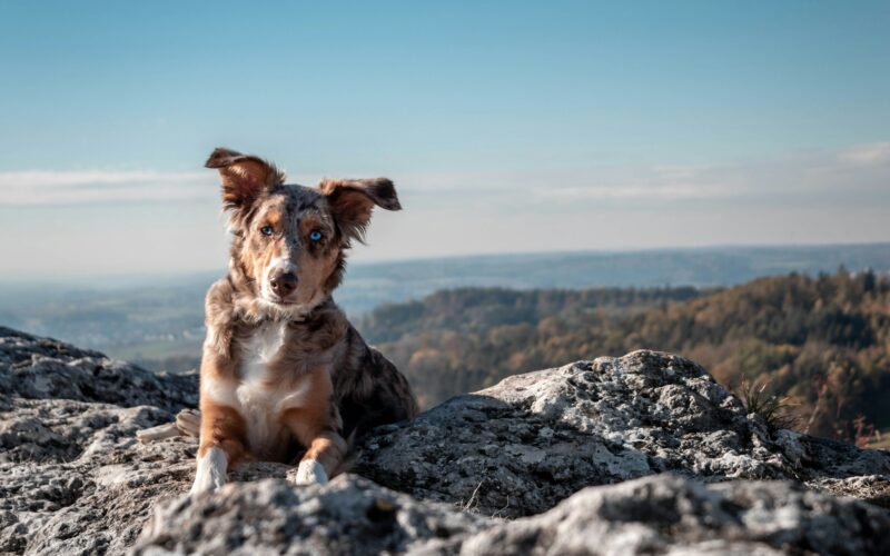 Zakopane z psem – najlepsze trasy i miejsca do zwiedzania z czworonogiem