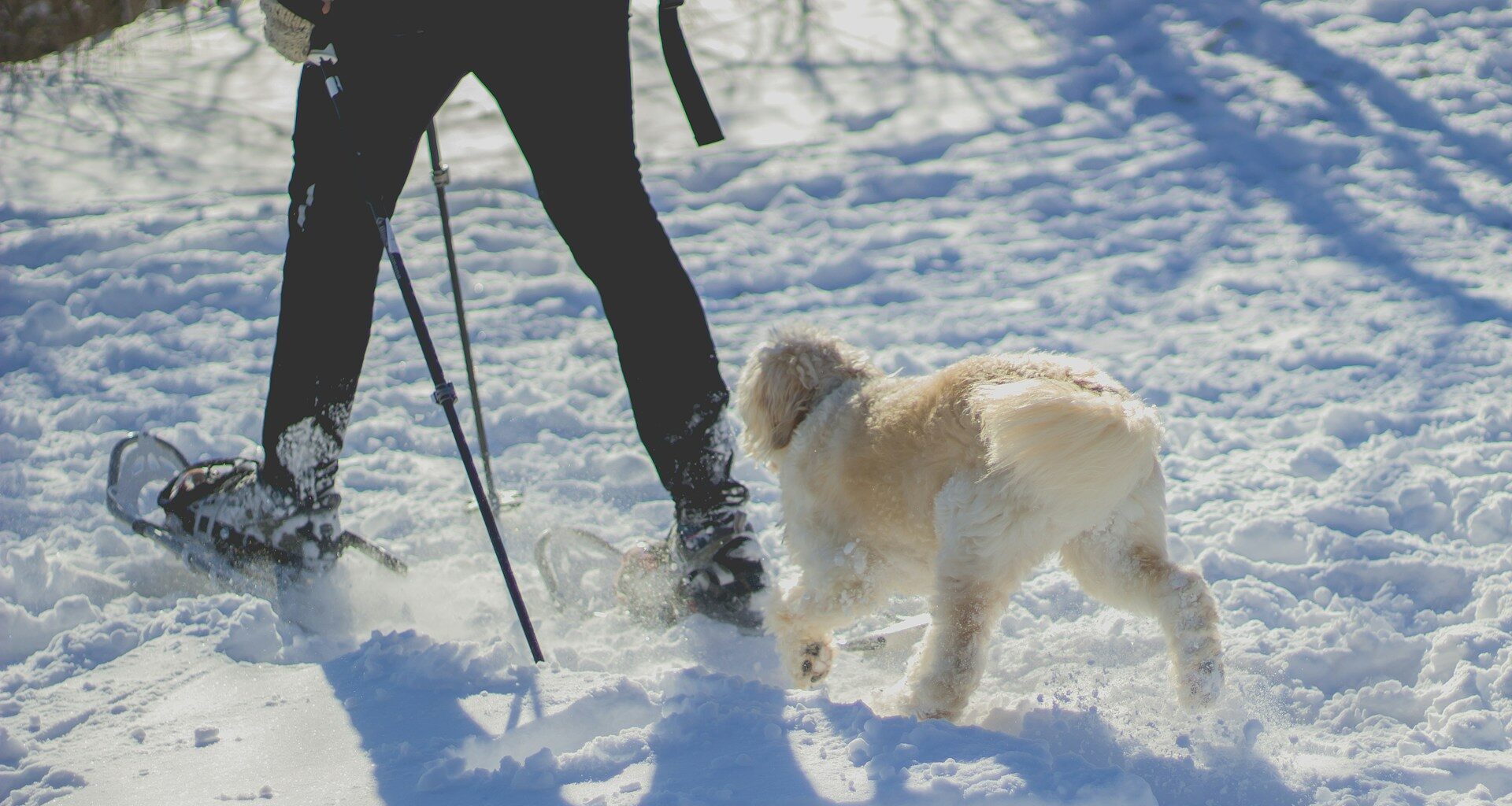 dogtrekking, pies z właścicielem na wędrówce po śniegu