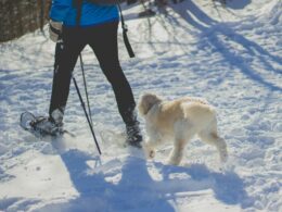 Dogtrekking – co to jest i jak zacząć wędrówki z psem?