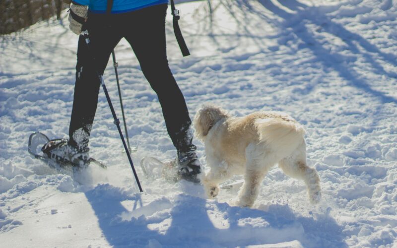 Dogtrekking – co to jest i jak zacząć wędrówki z psem?