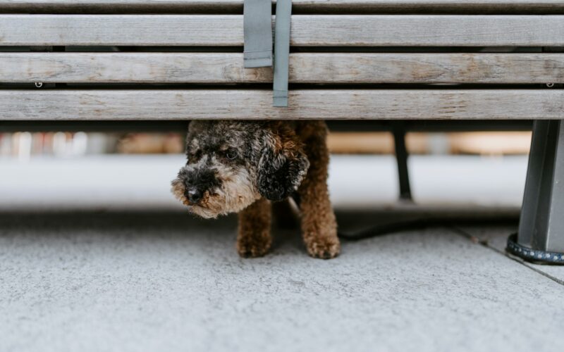 Lękliwy pies po adopcji – jak radzić sobie z psem po trudnych doświadczeniach?