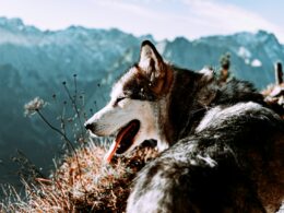 Tatry z psem – które szlaki wybrać i jak dbać o psa w górach?