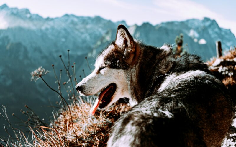 Tatry z psem – które szlaki wybrać i jak dbać o psa w górach?