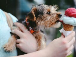 Czy pies może jeść lody? Zobacz, czy ten deser może być częścią diety Twojego pupila!