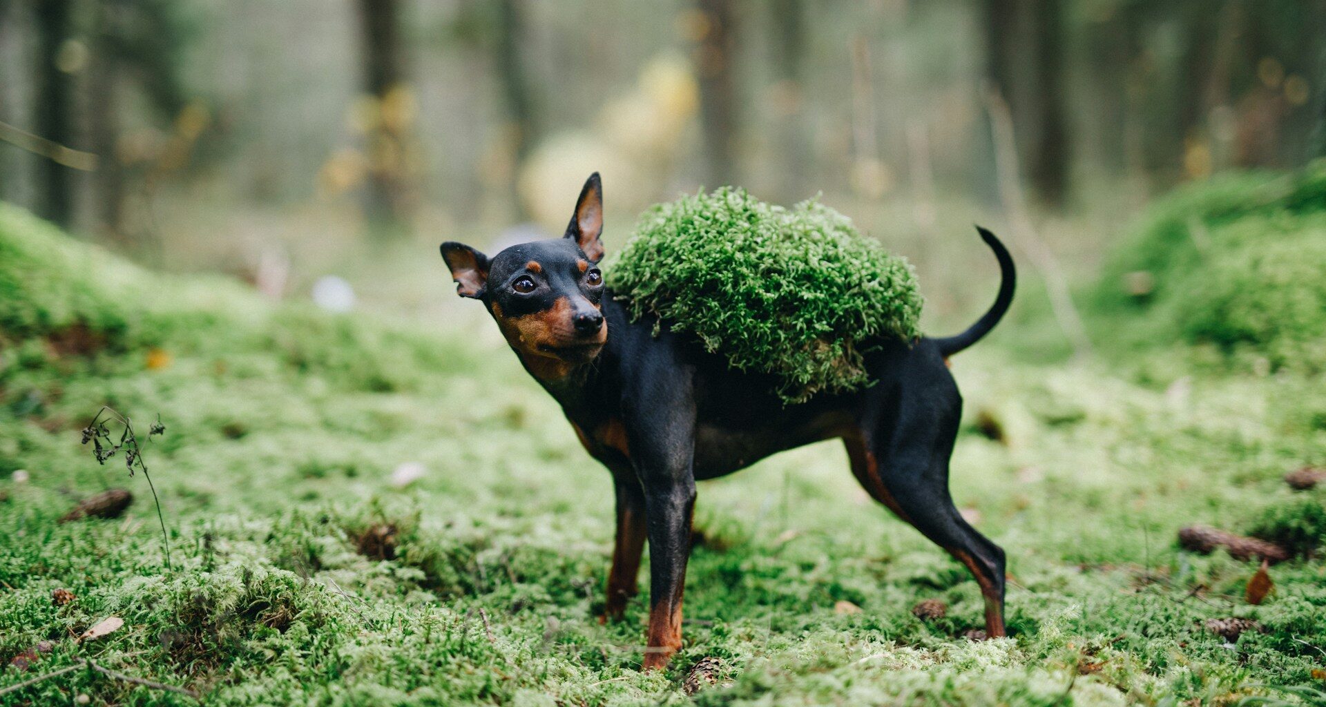 mały doberman