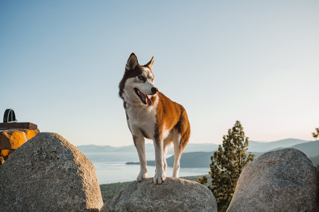 husky stojący na kamieniu