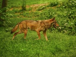 Nużyca u psa – pasożyty skóry. Objawy i leczenie