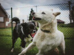 Wścieklizna u psów – śmiertelna choroba zakaźna której można zapobiec