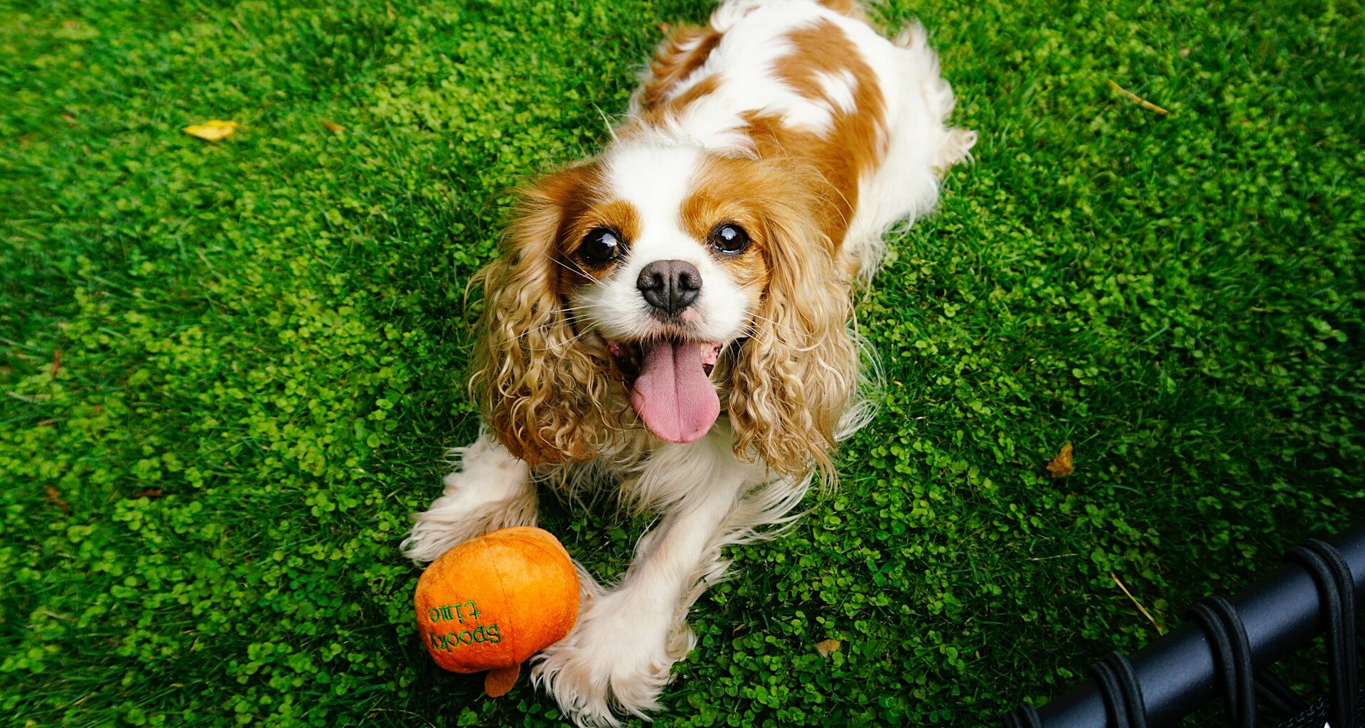 Cavalier King Charles Spaniel