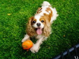 Cavalier King Charles Spaniel – hodowla. Gdzie szukać rasowego psa?