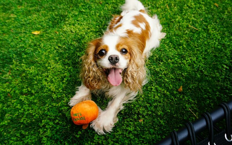 Cavalier King Charles Spaniel – hodowla. Gdzie szukać rasowego psa?