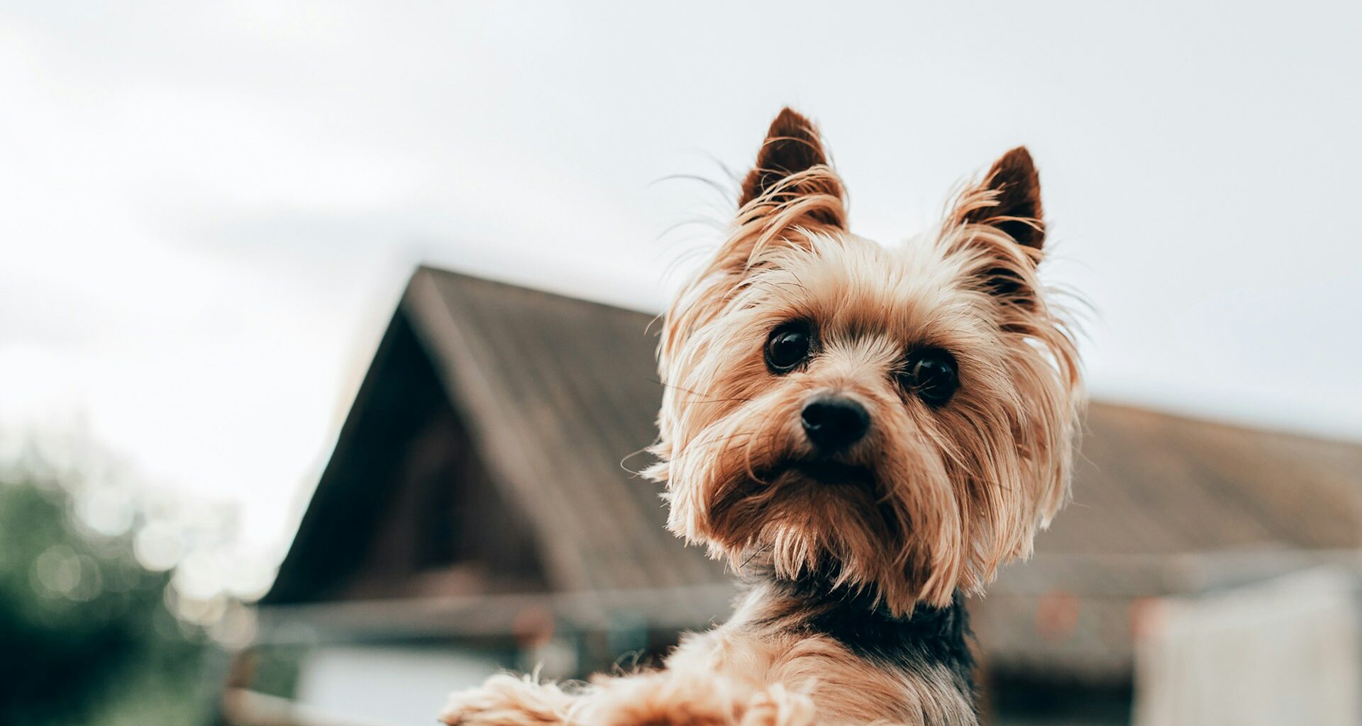 Yorkshire terrier