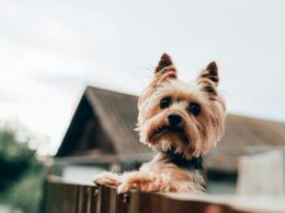 Yorkshire terrier – gdzie znaleźć hodowlę tych psów?