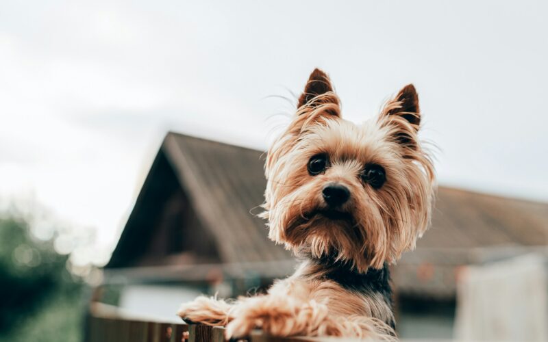 Yorkshire terrier – gdzie znaleźć hodowlę tych psów?