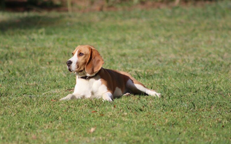 Beagle – hodowla. Jak znaleźć rasowego beagle’a?