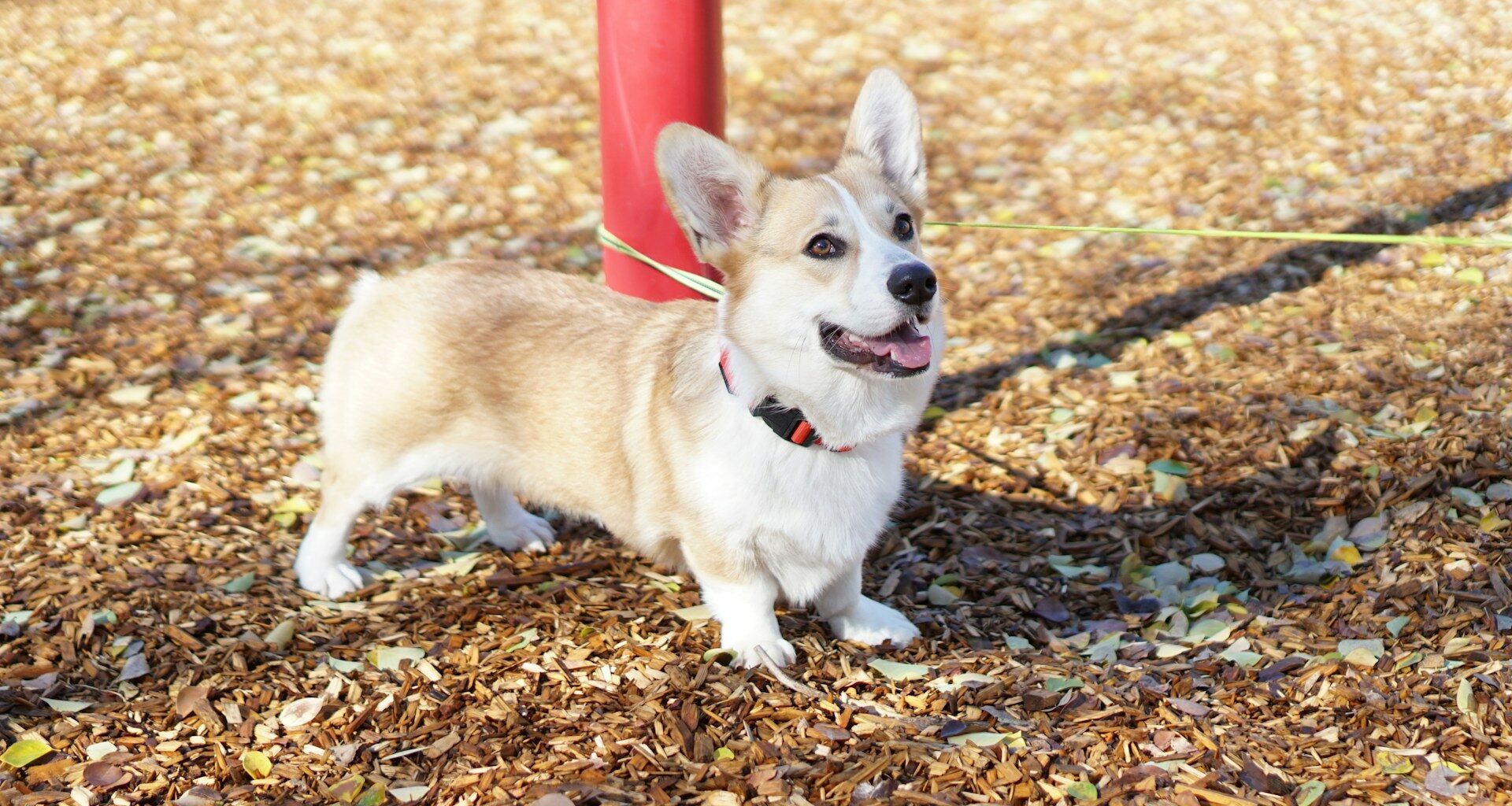 corgi