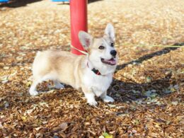 Corgi – hodowla która oferuje rasowe pembroke lub cardigany.