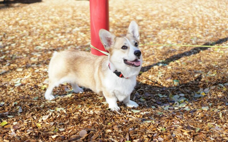 Corgi – hodowla która oferuje rasowe pembroke lub cardigany.