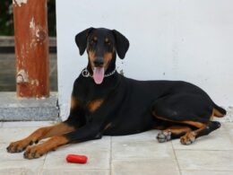 Ile kosztuje doberman z polskiej hodowli?