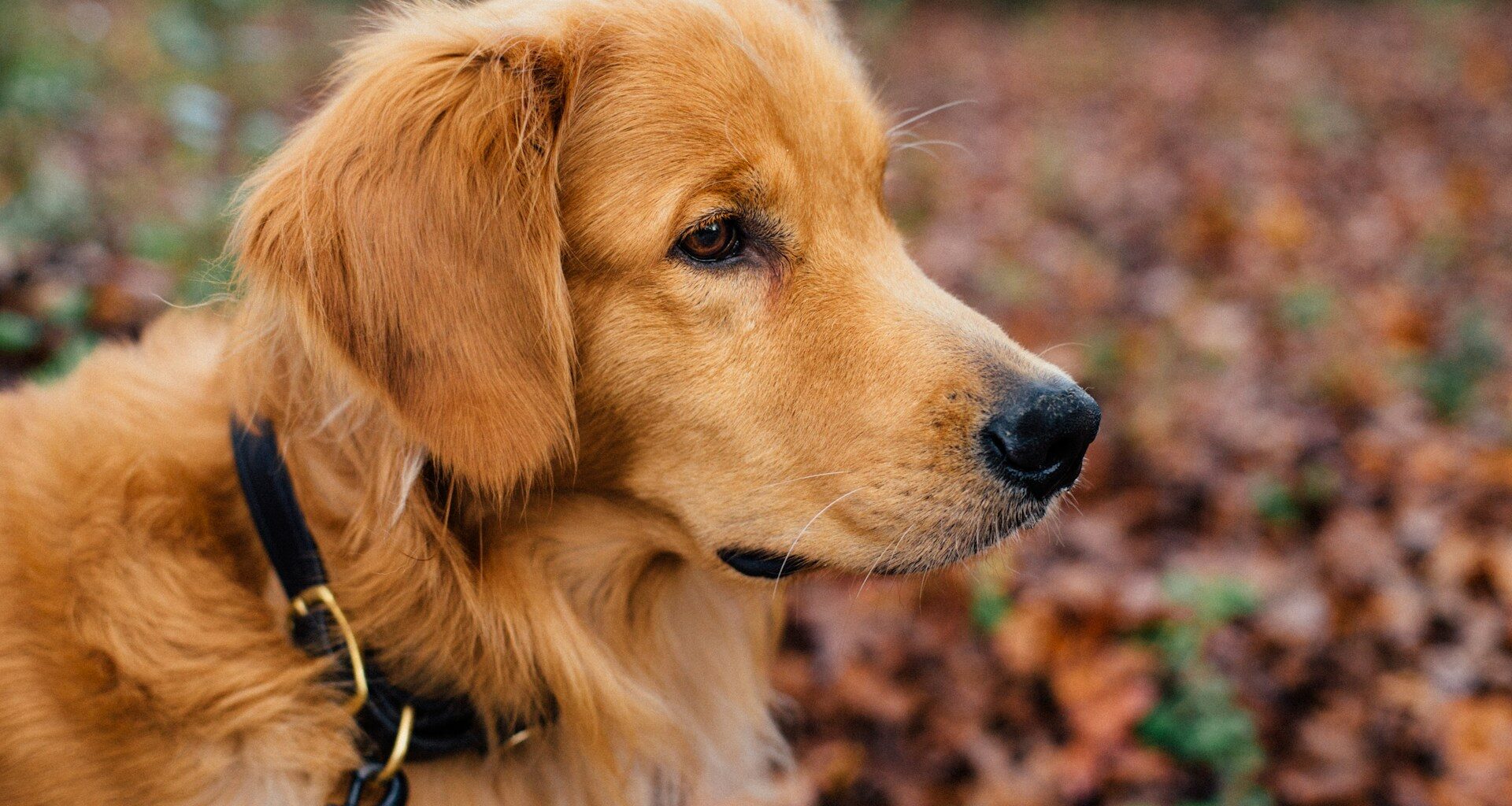 Golden retriever – hodowla. Jak wybrać najlepszą hodowlę?