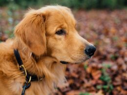 Golden retriever – hodowla. Jak wybrać najlepszą hodowlę?