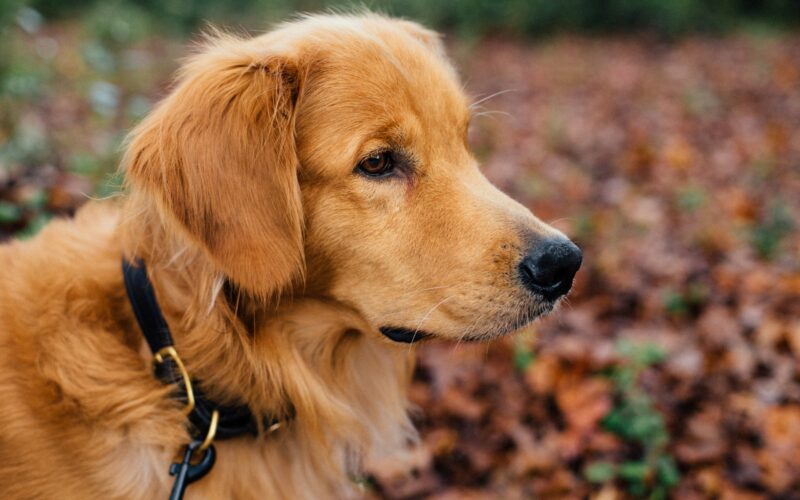 Golden retriever – hodowla. Jak wybrać najlepszą hodowlę?