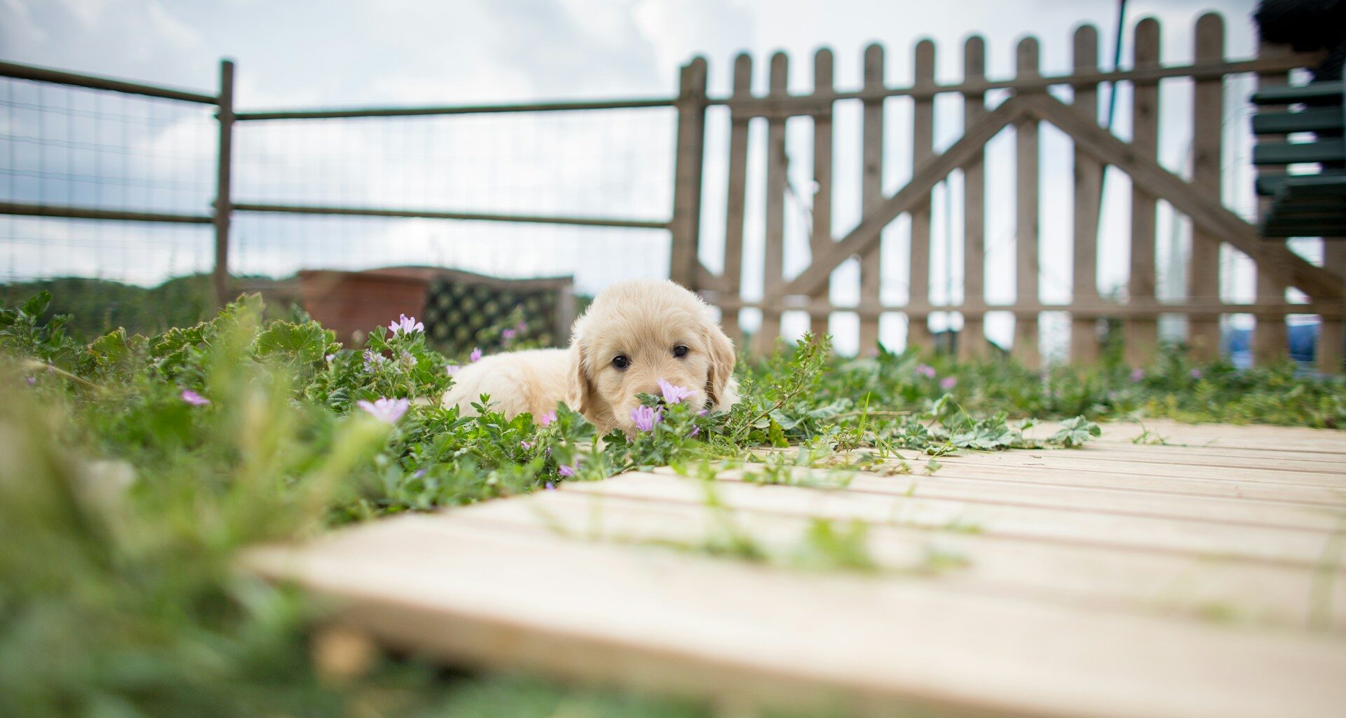 szczeniak golden retriever