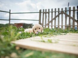 Dowiedz się ile kosztuje golden retriever z hodowli w Polsce