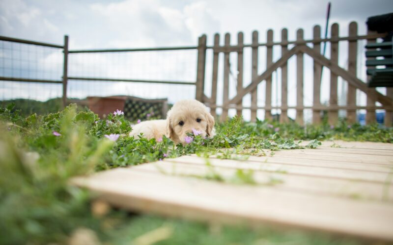 Dowiedz się ile kosztuje golden retriever z hodowli w Polsce