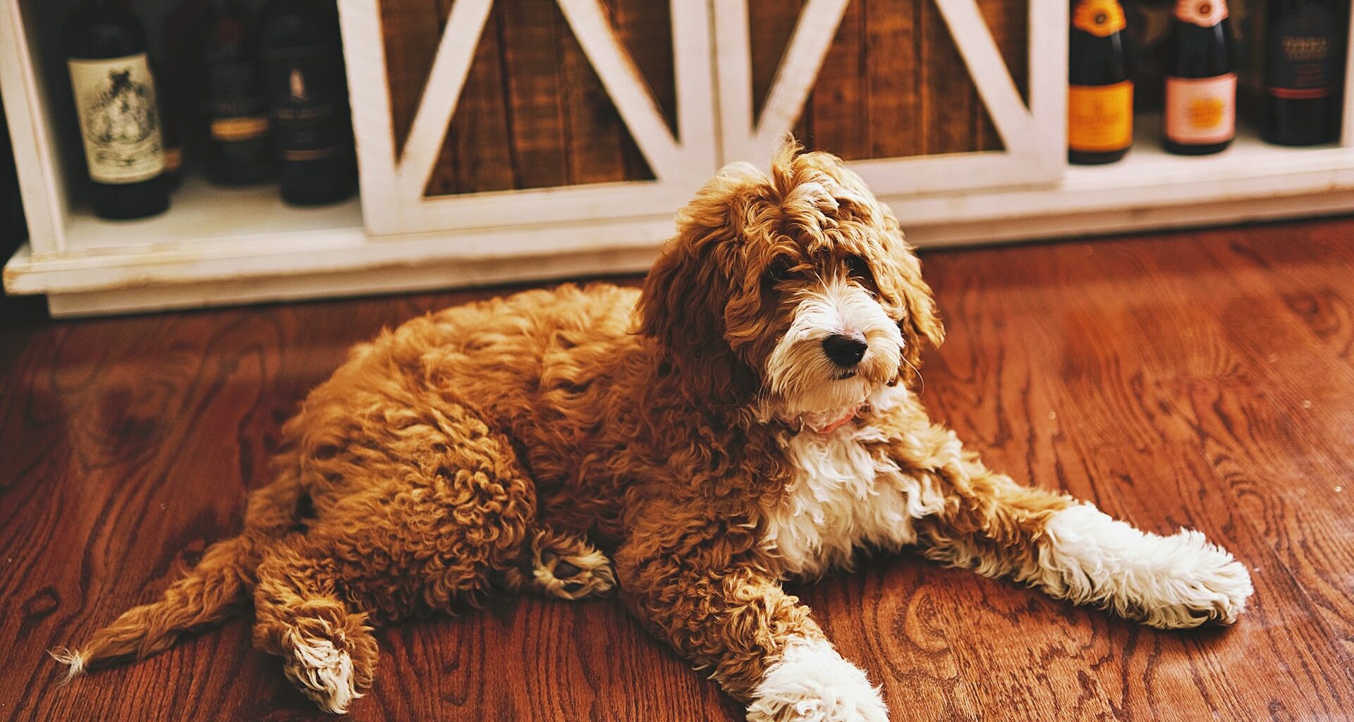 goldendoodle