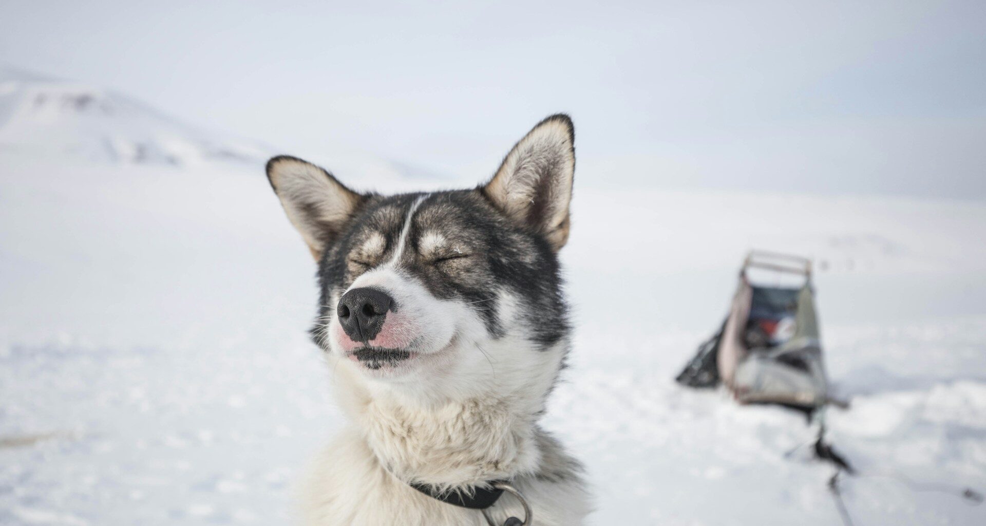 husky