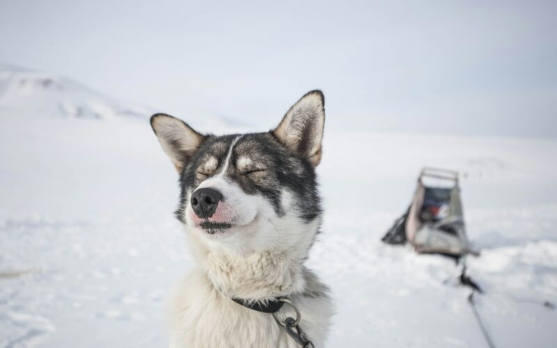 Ile kosztuje husky z hodowli w Polsce?