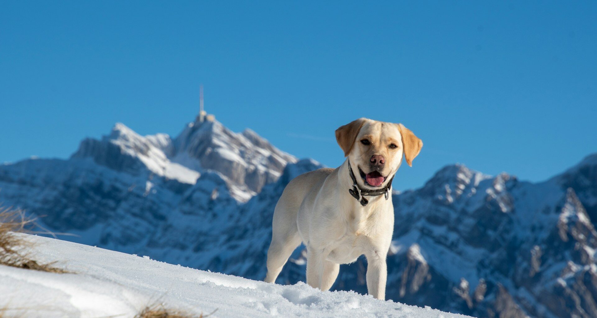 labrador