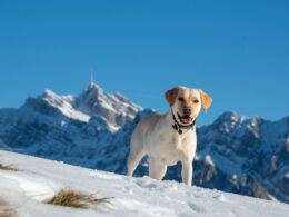 Ile kosztuje labrador i gdzie go znaleźć?