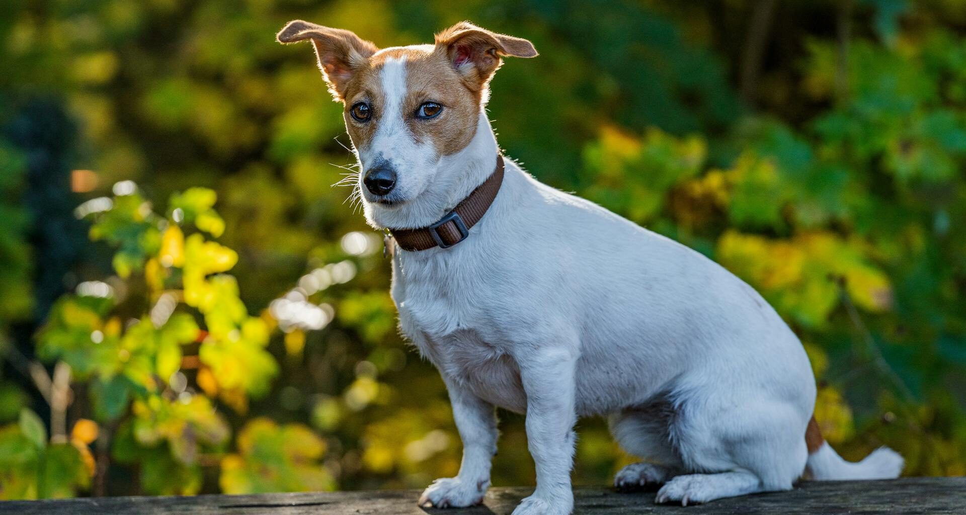 jack russel terrier