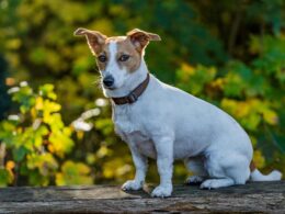 Jack russell terrier – hodowla. Gdzie szukać odpowiedniego szczeniaka?