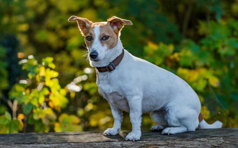 Jack russell terrier – hodowla. Gdzie szukać odpowiedniego szczeniaka?