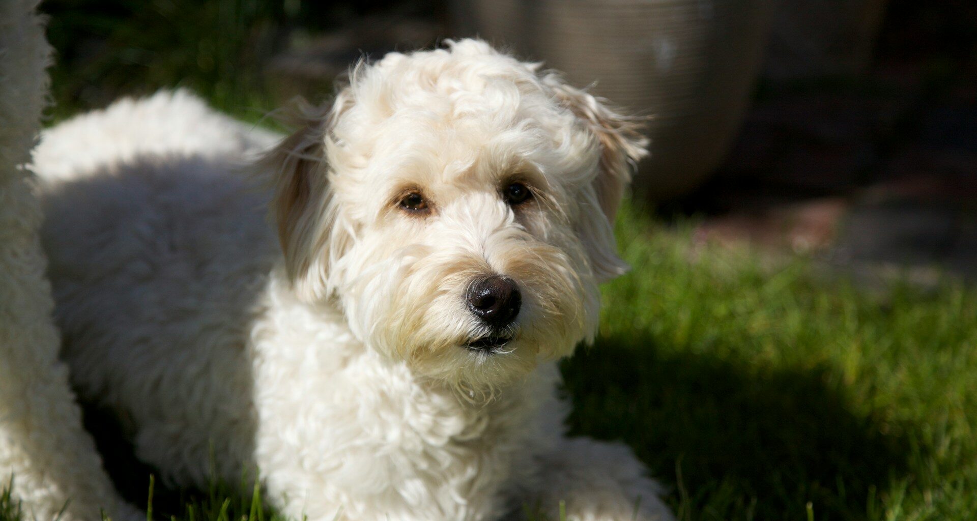 Labradoodle